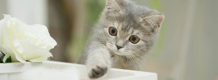 ペット・霊園・墓地・墓石、東京・千葉・埼玉の公園墓地【株式会社笹川】